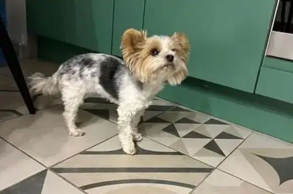 Найдена собака, Тамбовская область, фото: Собака найдена: г.о. Тамбов, Тамбовская обл.