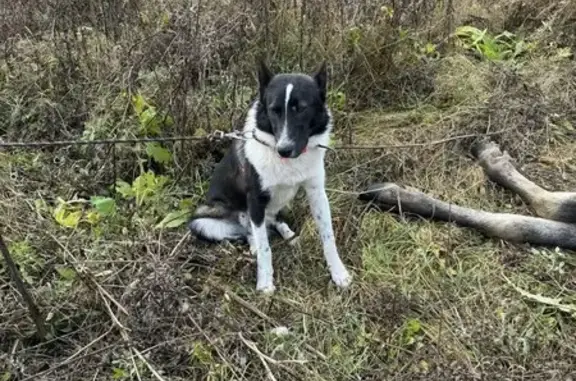 Собаки потеряшки, Кострома, фото: Потеряшка собака в Бору, 1, Кострома.