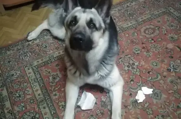 Собаки потеряшки, Химки, фото: Потеряшка собака Тор, ул. Ватутина, 4, Химки