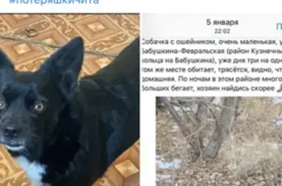 Пропала собака, ул. Бабушкина 48, Чита