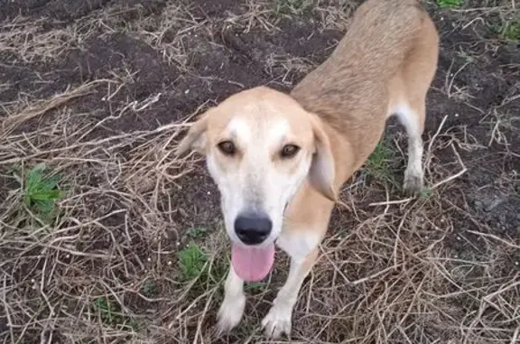 Найдена собака, Тульская область, фото: Найдены гончие, Огарёвское, Тульская обл.