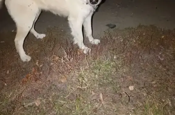 Собака найдена в Трофимовке, Пензенская обл.