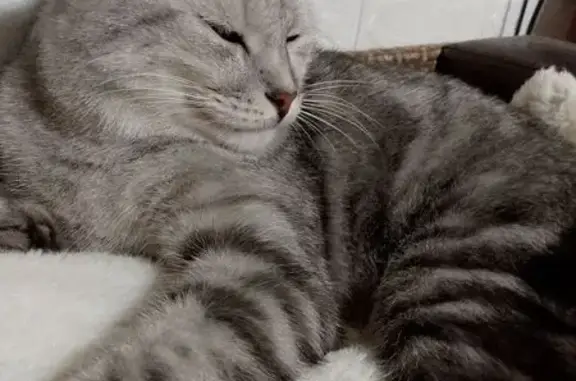 Кошки потеряшки, Горки-10, фото: Потеряшка кот Филя, Горки-10, д. 11