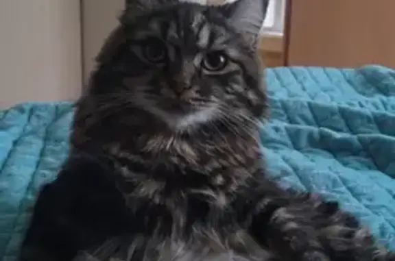 Кошки потеряшки, Златоуст, фото: Потеряшка кошка, Ванага, Златоуст