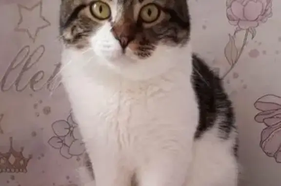 Кошки потеряшки, Ставрополь, фото: Потеряшка кошка, ул. Советской Армии, 482