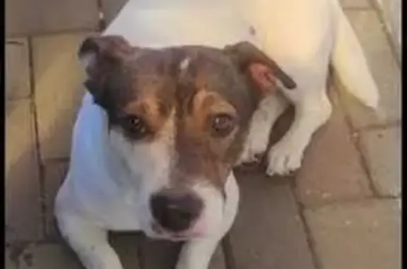 Найдена собака, Липецкая область, фото: Задонск: найдена собака с кличкой Лорд