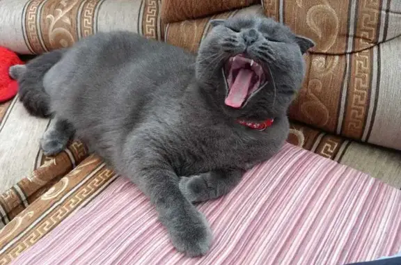 Кошки потеряшки, Оренбург, фото: Потеряшка кошка, Оренбург, Рабочая 57