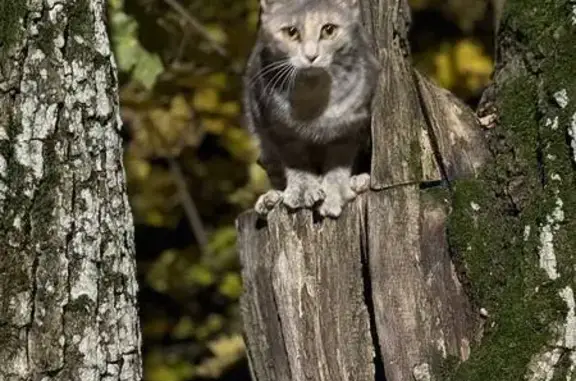 Найдена кошка, Казань, фото: Найдена кошка, Парковая ул., 28, Казань