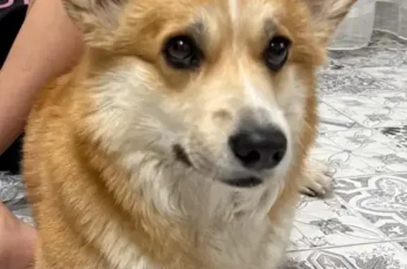 Собаки потеряшки, Краснодар, фото: Потеряшка собака Ники, Сормовская, Краснодар