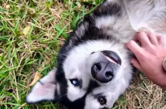 Найдена собака, Строитель, фото: Хаски найдена на Зелёной улице, Строитель