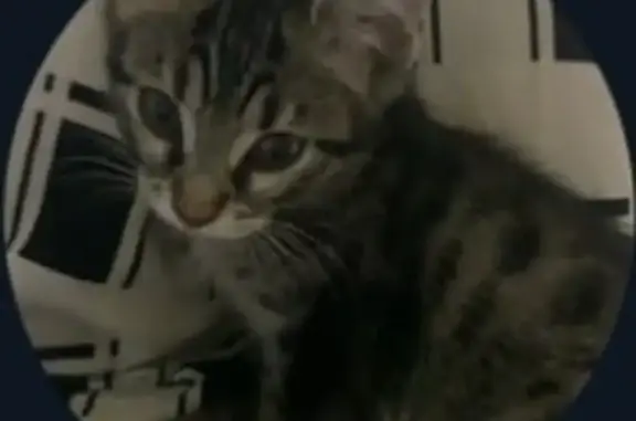 Пропала кошка, Ереванская ул., Челябинск