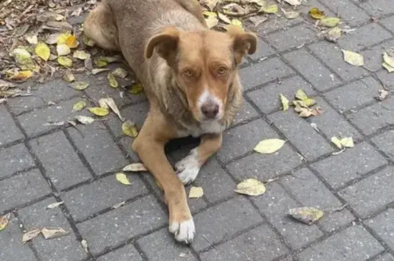 Найдена собака, Москва, фото: Собака найдена у БЦ Гефест, Дмитровское ш. 157с12