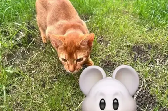 Пропала кошка, Лебединская 12, Пермь