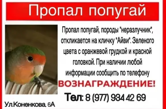 Пропал попугай, ул. Конёнкова 6А, Москва