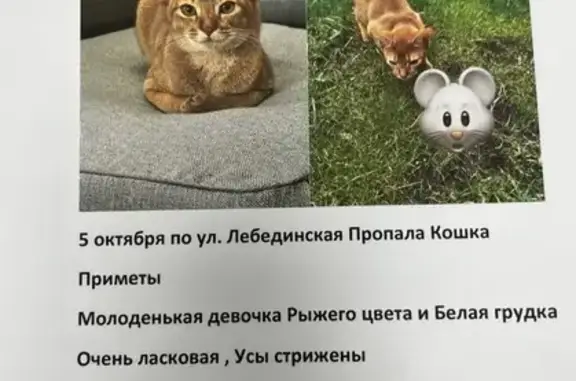 Пропала абиссинская кошка, Лебединская 13