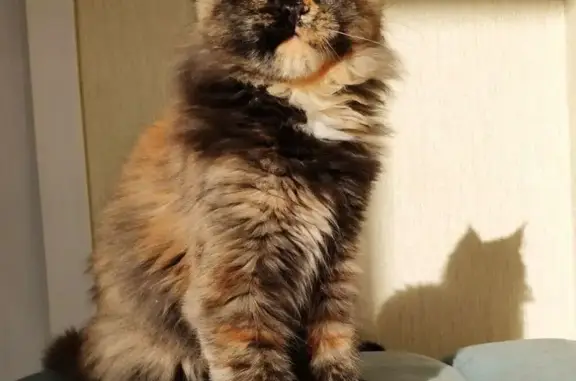 Кошки потеряшки, Йошкар-Ола, фото: Потеряшка кошка, Советская 121, Йошкар-Ола