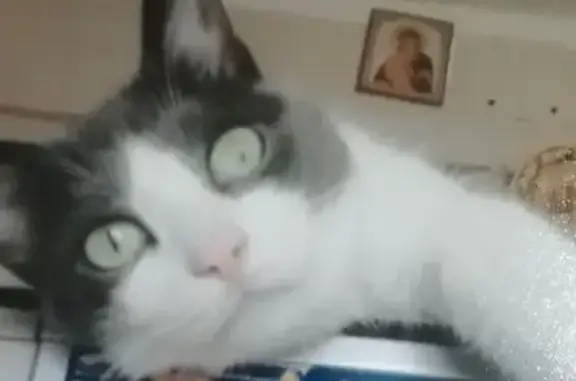 Кошки потеряшки, Москва, фото: Потеряшка кошка, Тёплый Стан 14/2, Москва