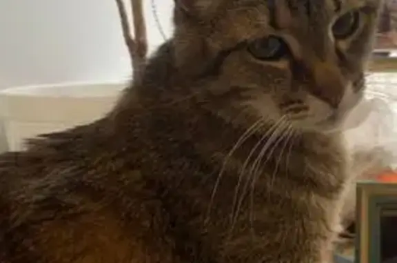 Кошки потеряшки, Уфа, фото: Потеряшка кот Нима, пр. Октября, Уфа