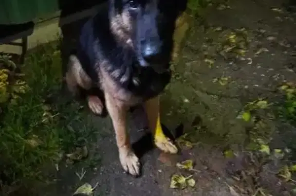 Найдена собака, Калужская область, фото: Найдена овчарка, Грачёвка, Калуга