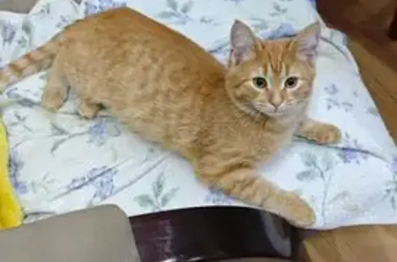 Кошка найдена, ул. Кирова, Домодедово