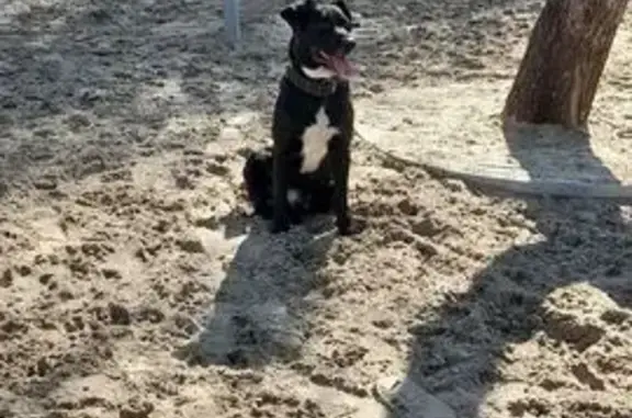 Пропала собака на Каширской улице, Ростов.