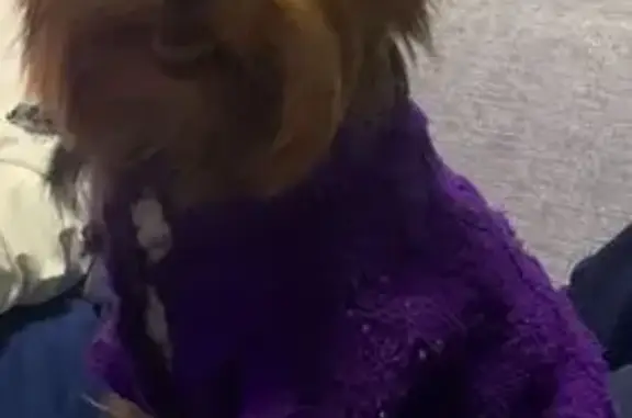 Пропала собака в Колпино, Вознесенское ш. 57с3