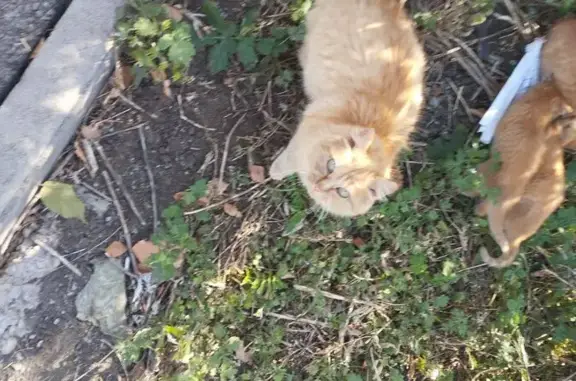 Кошка с котятами, Вознесенская ул., Магнитогорск