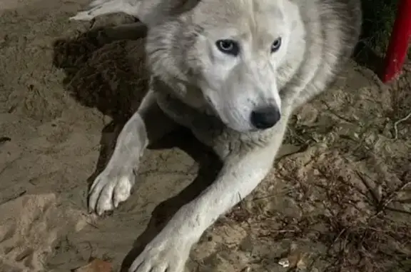 Найдена собака, ул. Дементьева 2, Чебоксары