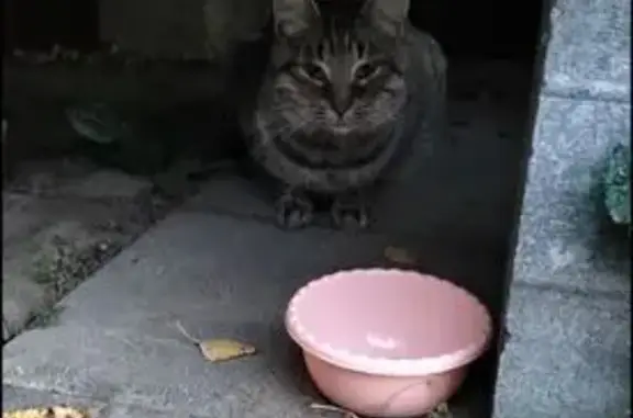 Найдена кошка, Московская область, фото: Крупный серый кот найден в СНТ, Московская обл.