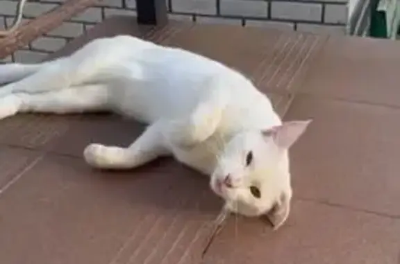 Найдена кошка, Анапа, фото: Кошка найдена на Северной, 96, Анапа