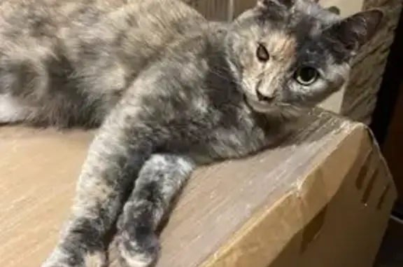 Пропала кошка, ул. Карла Маркса, 7, Тверь