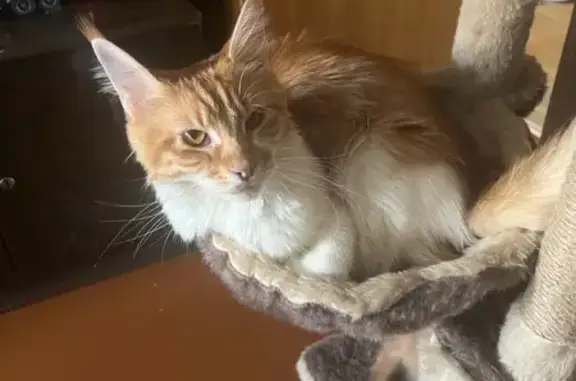 Пропала рыжая кошка, Дирижабельная 19/17