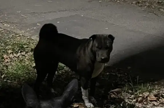 Найдена собака, Челябинск, фото: Собака найдена: Театральный пер., Челябинск