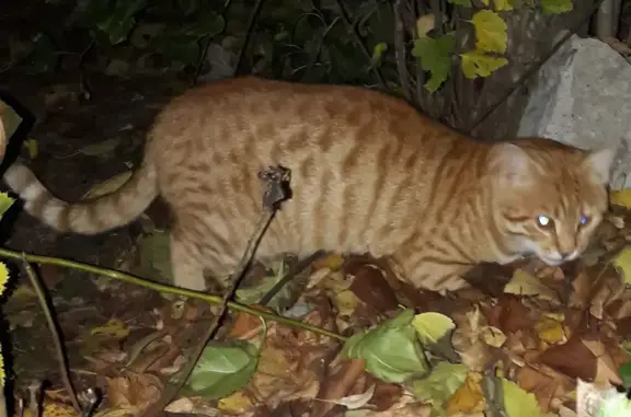 Кот найден у Птичника, Верхняя аллея 3с1