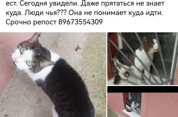 Кошка найдена: Калининград, обл.