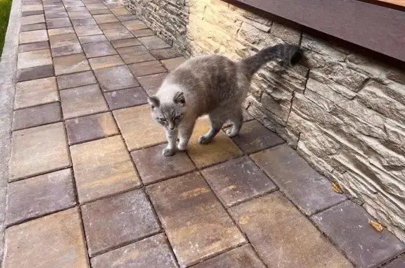 Найдена кошка, Минино, фото: Кошка найдена в Минино, Красноярский край