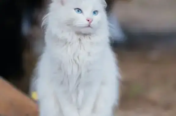 Пропала кошка в пос. Рыбачий, Волгоградская обл.