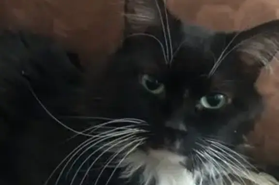 Пропала кошка, ул. Онуфриева 24 к2