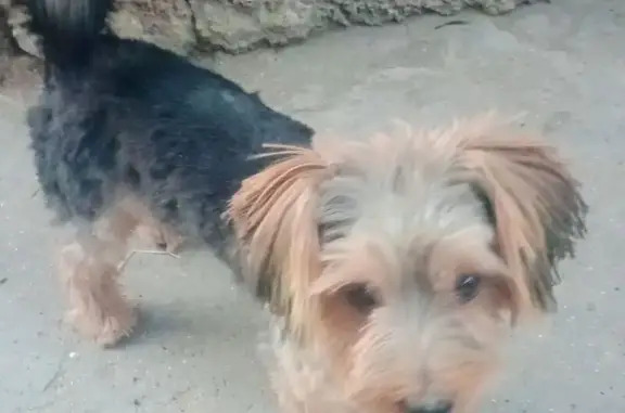 Пропала собака, Мирное, Крым