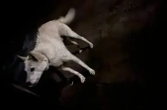 Собака найдена: Беловская 22/4, Курск