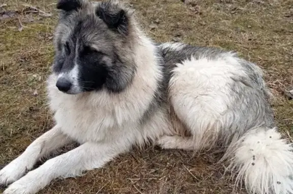 Пропала собака на ул. Мира, 13, СНТ Лесное-2