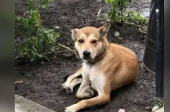 Найдена собака, ул. Зорге, 11/2, Ростов-на-Дону