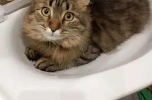 Пропала кошка, Афонино, Нижегородская обл.