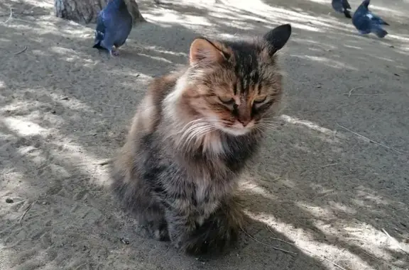 Найдена кошка, Волжский, фото: Кошка найдена, пр. Ленина 77, Волжский