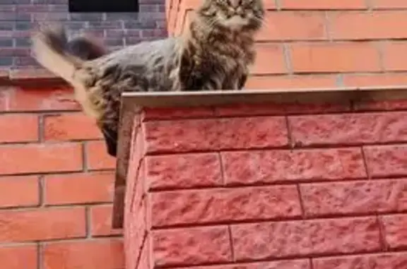 Пропала кошка, Спортивная 10, Анапа