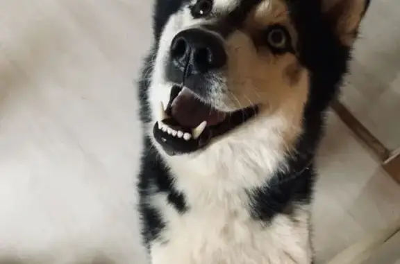 Пропала хаски Джек, МО