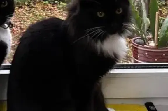 Кошки потеряшки, Петрозаводск, фото: Потеряшка кошка Маркиз, ул. Гоголя, Петрозаводск