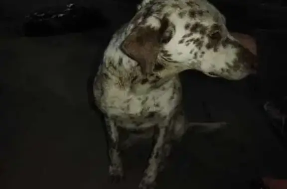 Найдена собака, Ставрополь, фото: Собака найдена: 8-я Промышленная, 3А