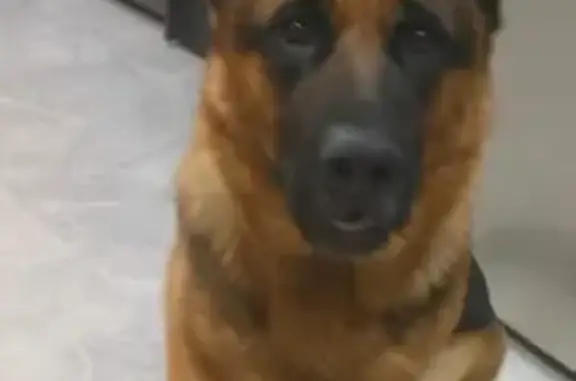 Пропала немецкая овчарка, Волгоград, Кошевого 6