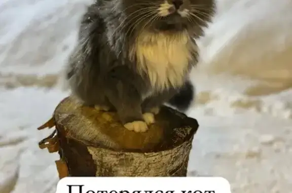 Пропала кошка, ул. Труда, 87, Киров